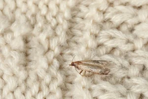 Moths Attack Fabrics